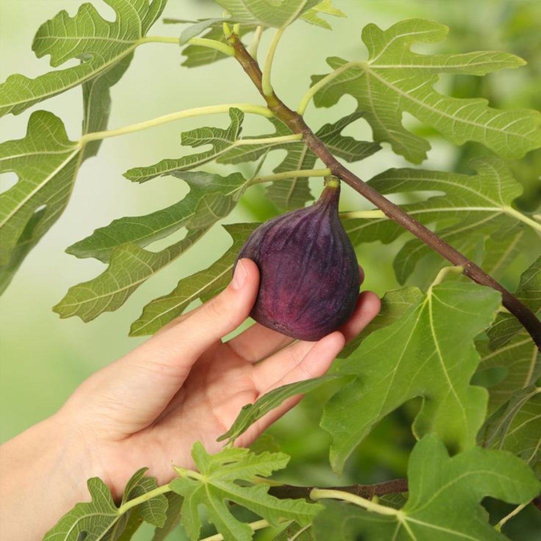 Fig  Tissue Culture Plants