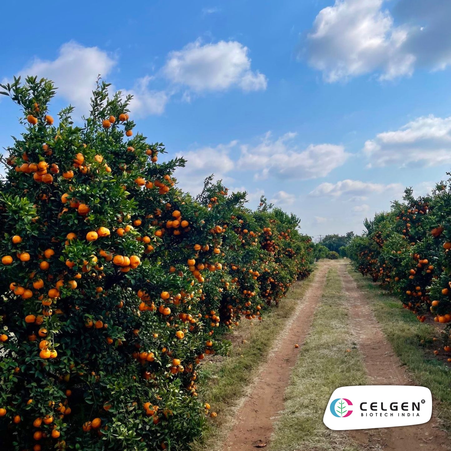 Nagpur Mandarin NM-4 Seedless Plant | Citrus reticulata | CELGEN