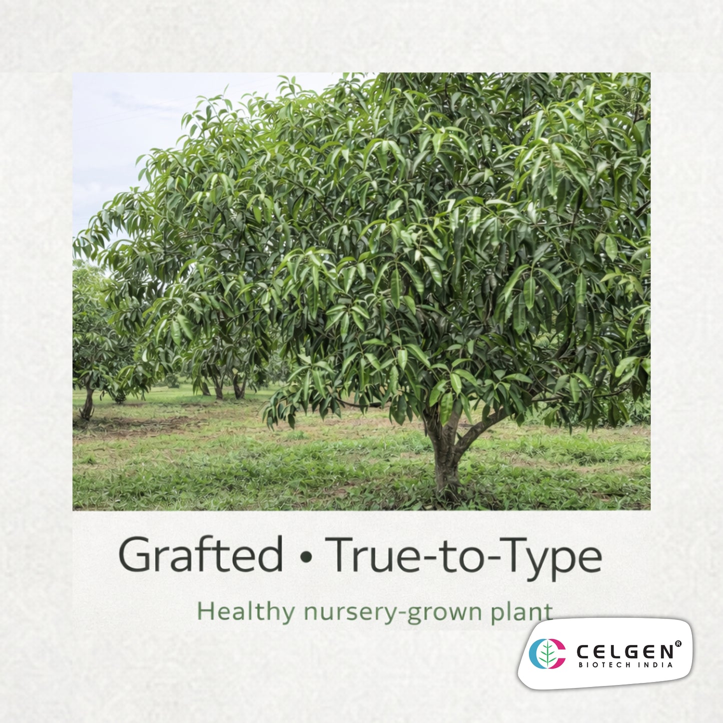 Sumerbaish Mango Grafted Tree