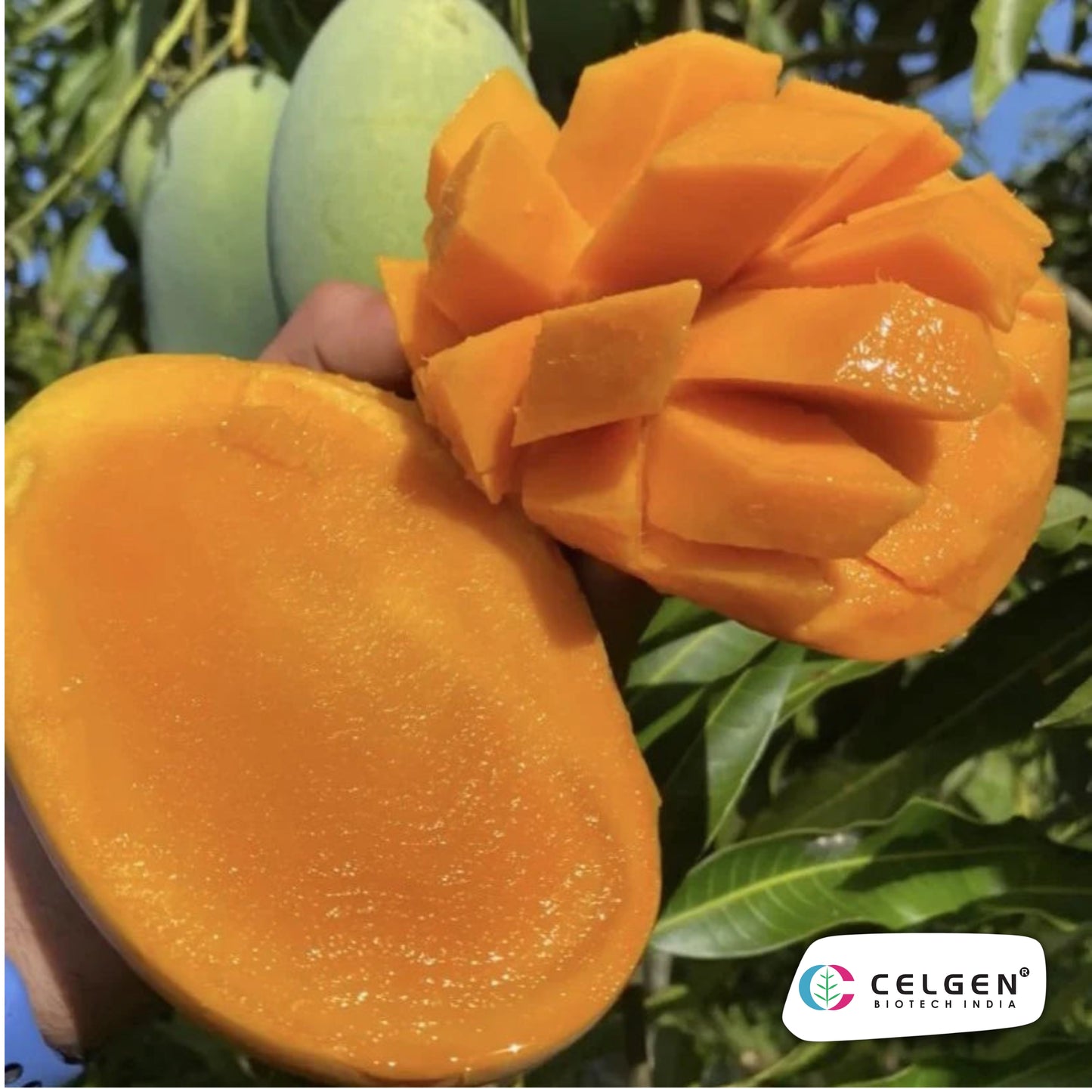 Celgen® Mallika Mango Plant