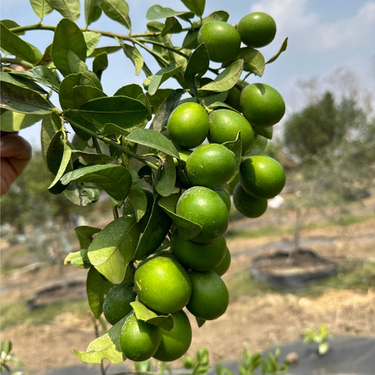 Kumbhkat Lime-Tissue Culture Plants (Citrus x Limon)