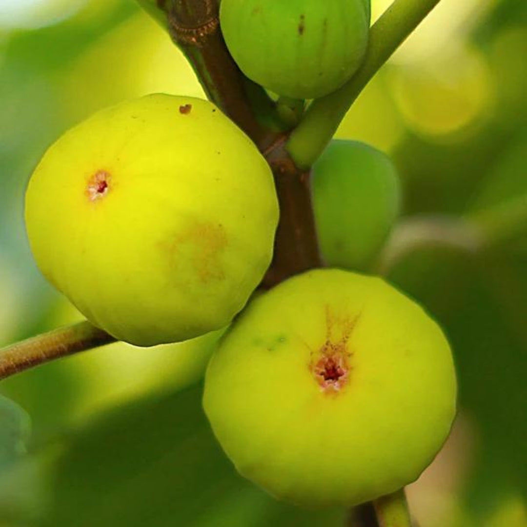 Deanna Fig Tissue Culture Plant "Ficus carica"