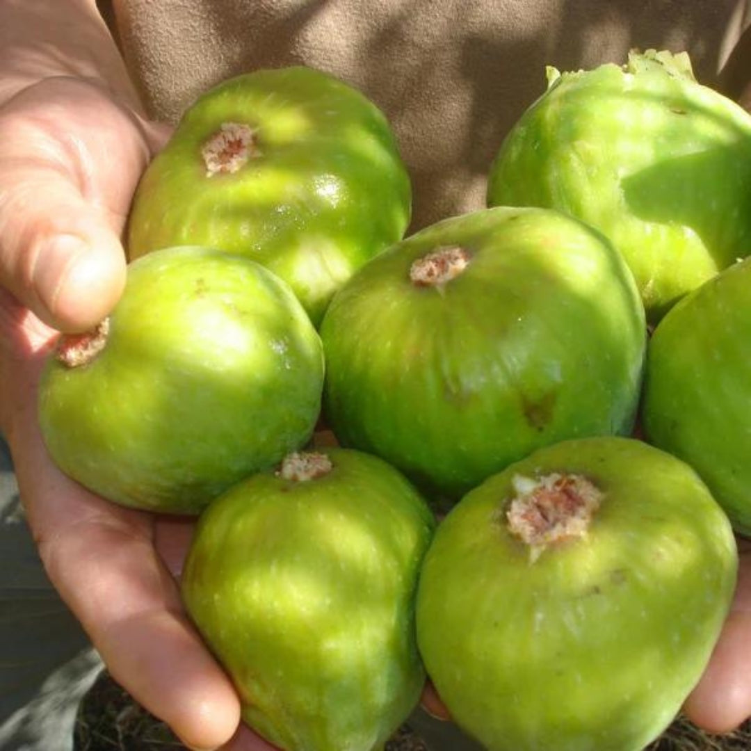 Deanna Fig Tissue Culture Plant "Ficus carica"