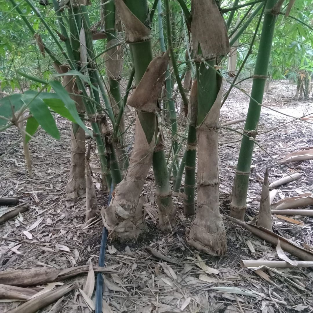 Bambosa Balcooa Tissue Culture Plants 