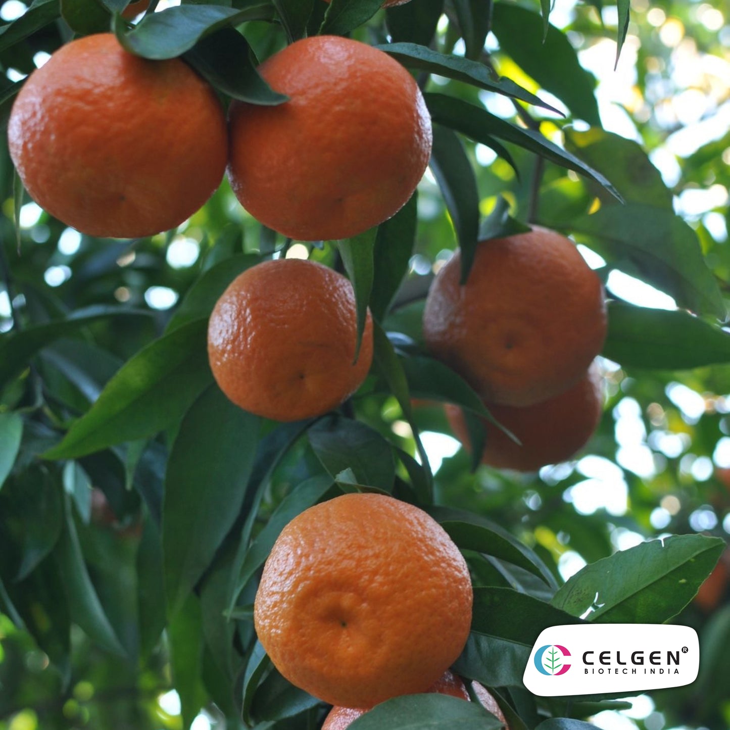 Nagpur Mandarin NM-4 Seedless Plant | Citrus reticulata | CELGEN