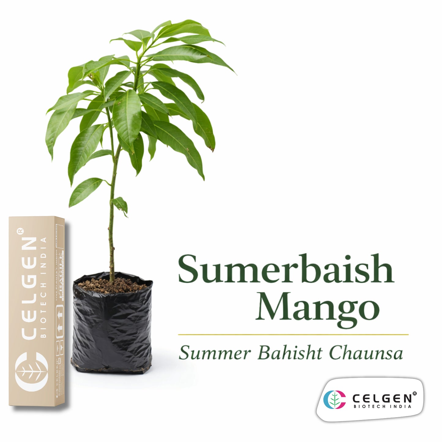 Sumerbaish Mango Grafted Tree