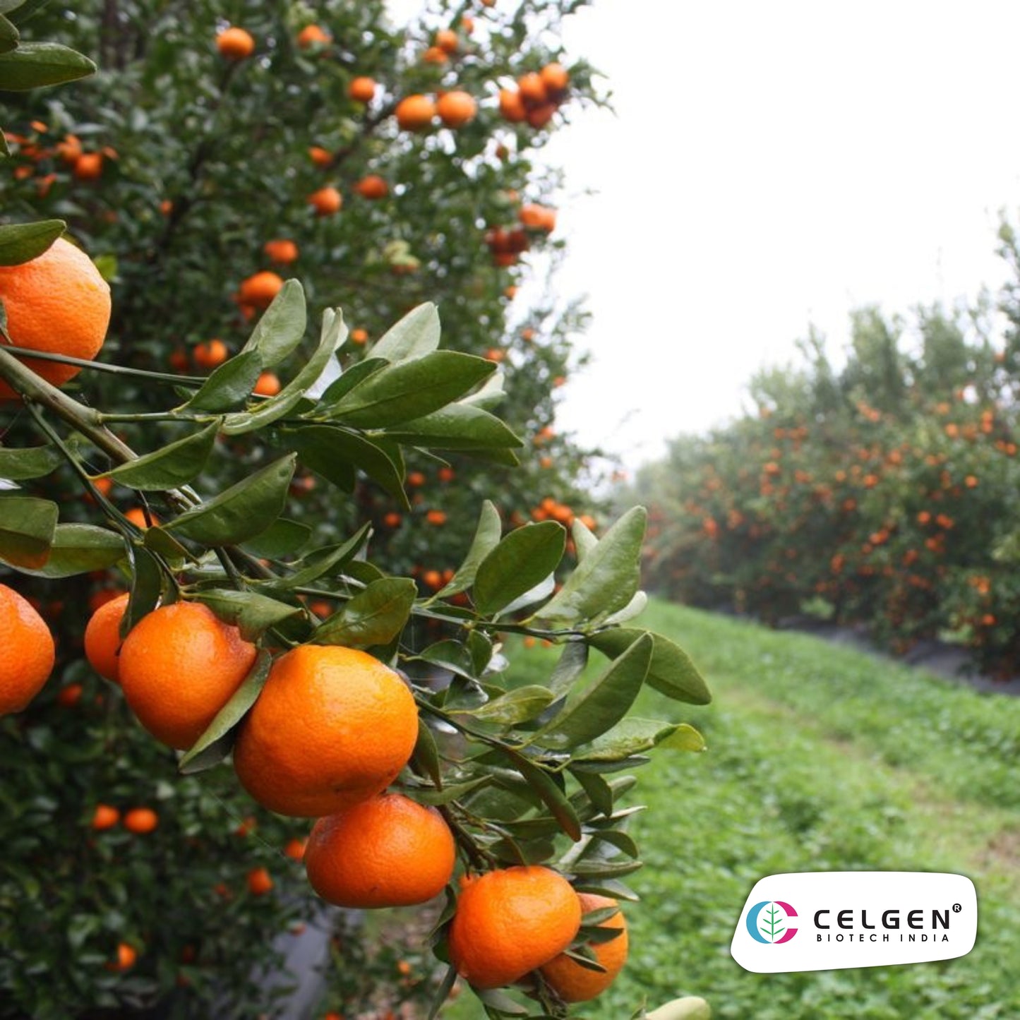 Nagpur Mandarin NM-4 Seedless Plant | Citrus reticulata | CELGEN