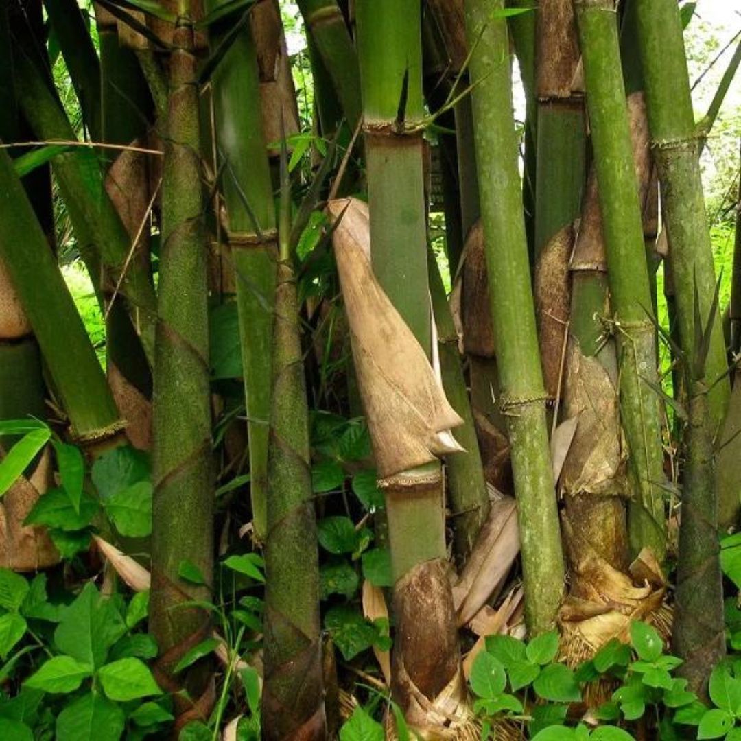 Bamboo Tuldoides Tissue Culture Plants"Bambusa Tuldoides"