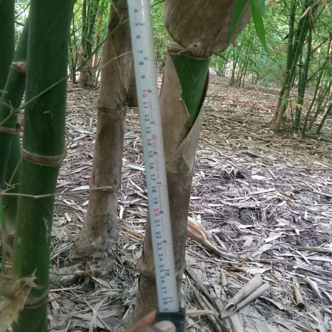 Bamboo Tuldoides Tissue Culture Plants"Bambusa Tuldoides"