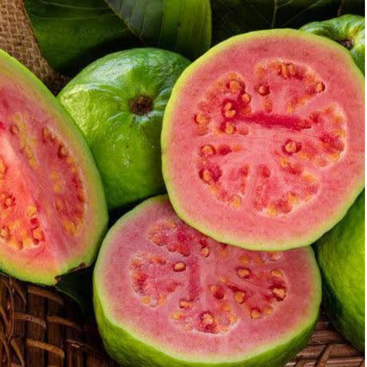 Guava CISH-LALIT  Tissue Culture Plants"Psidium Guajava"