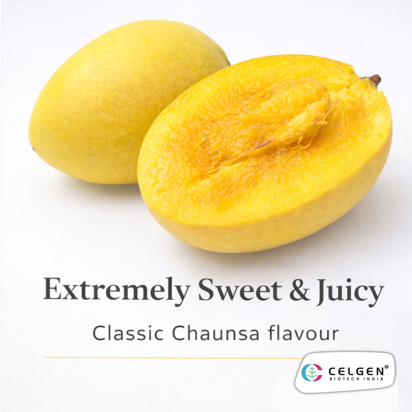 Sumerbaish Mango Grafted Tree