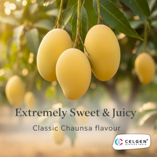 Sumerbaish Mango Grafted Tree