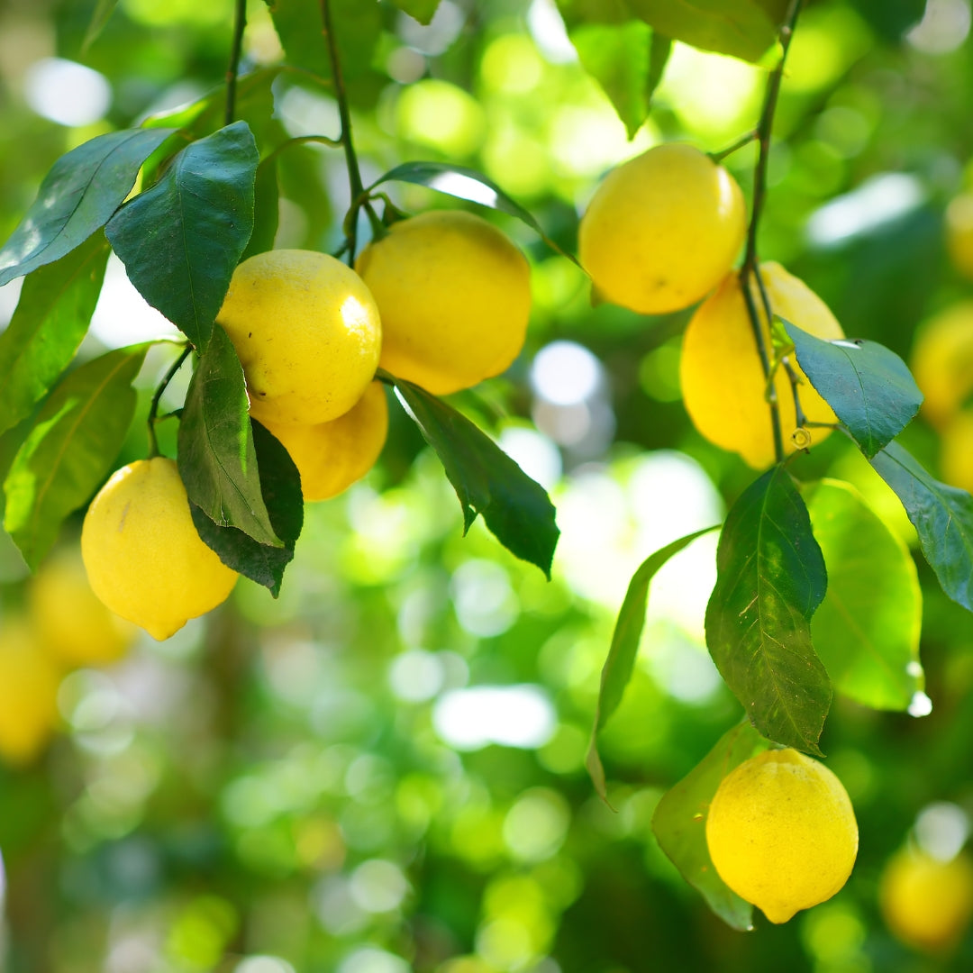 Balaji Lime-Tissue Culture Plants