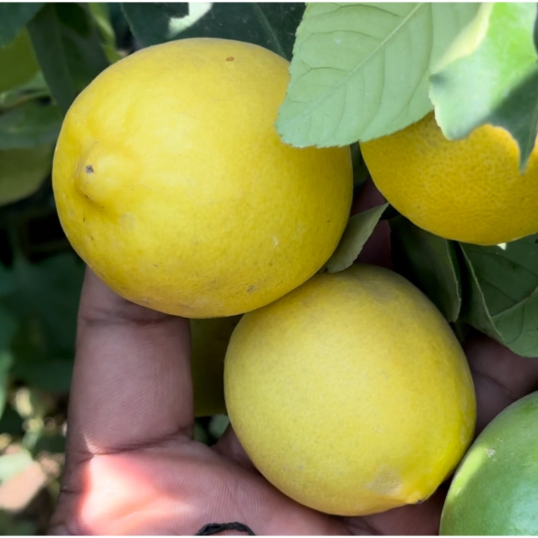 Lemon -Tissue Culture Plants