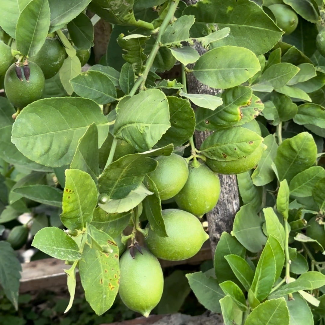 Lemon -Tissue Culture Plants