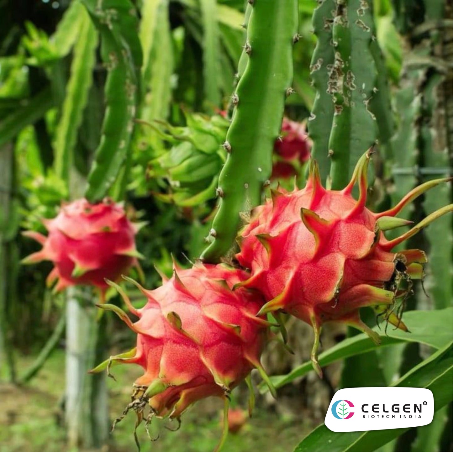 Jumbo Red Dragon Fruit Plant | CELGEN