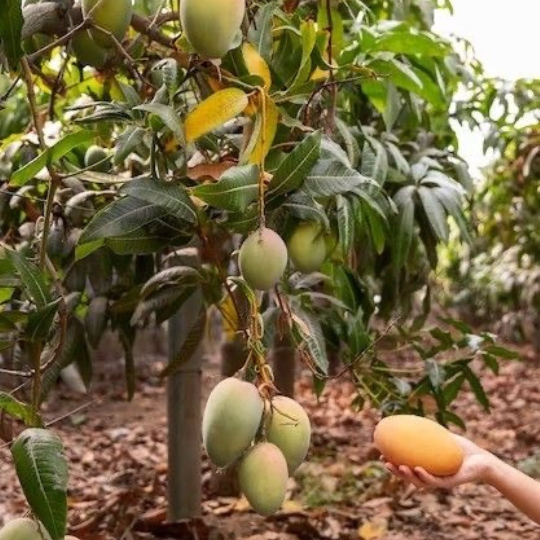 Mango Amrapali  Grafted Plants"Mangifera indica"