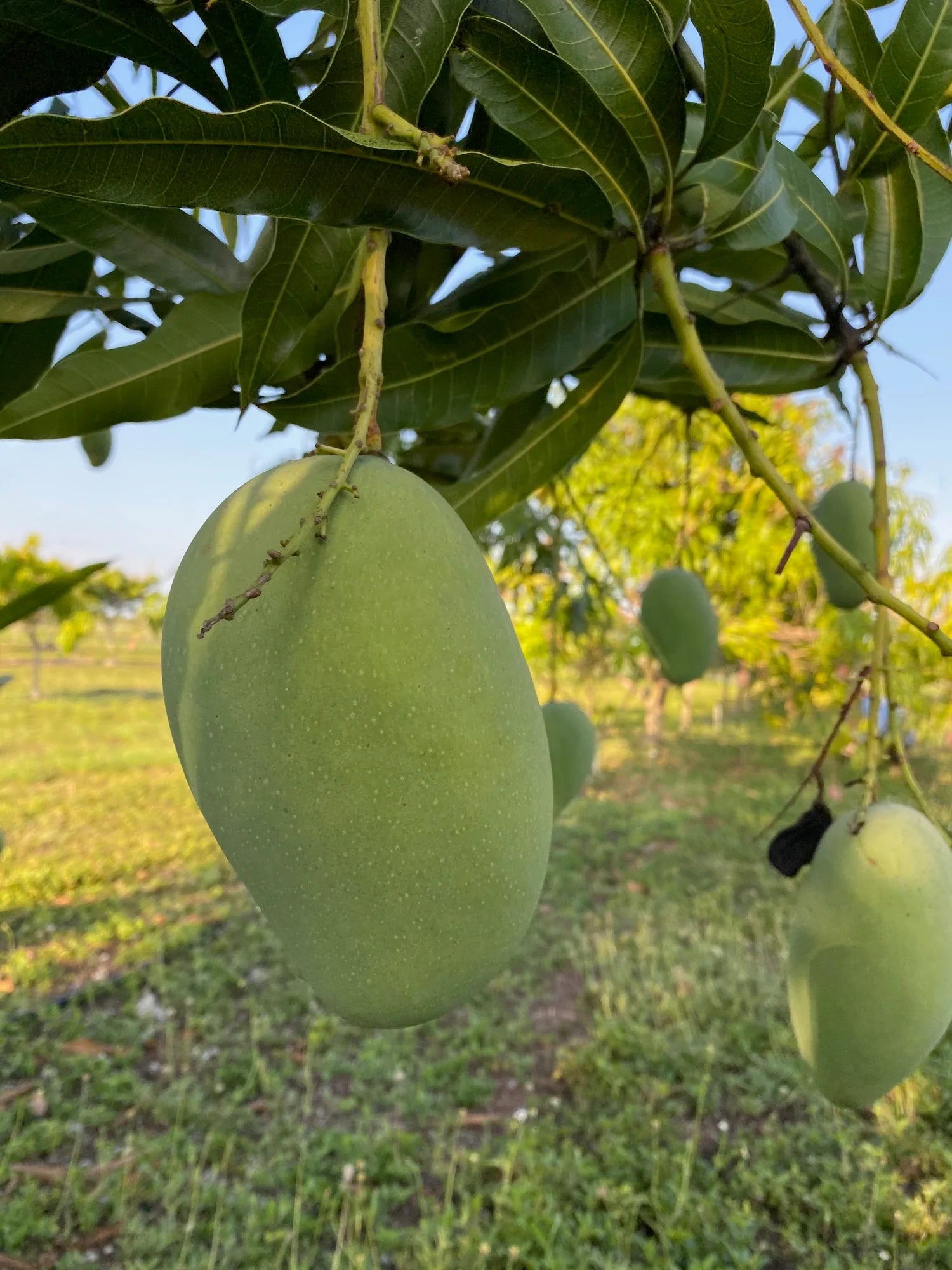 Mango Mallika  Grafted Plants"Mangifera indica"