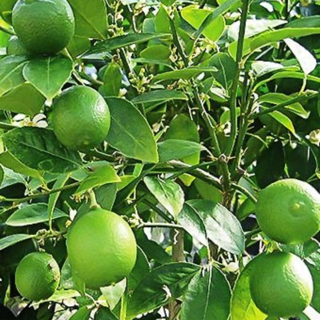Mexican Key Lime-Tissue Culture Plants (Citrus x Limon)