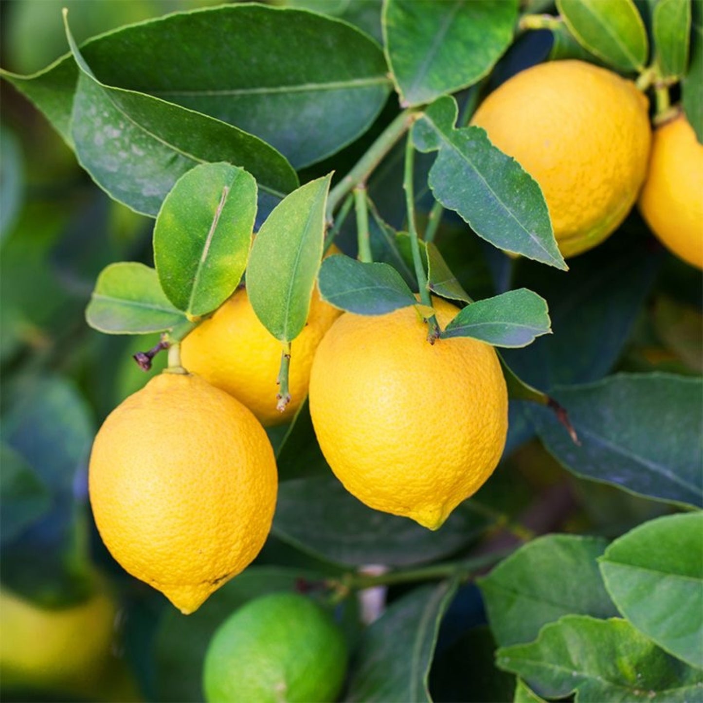 lemon plant