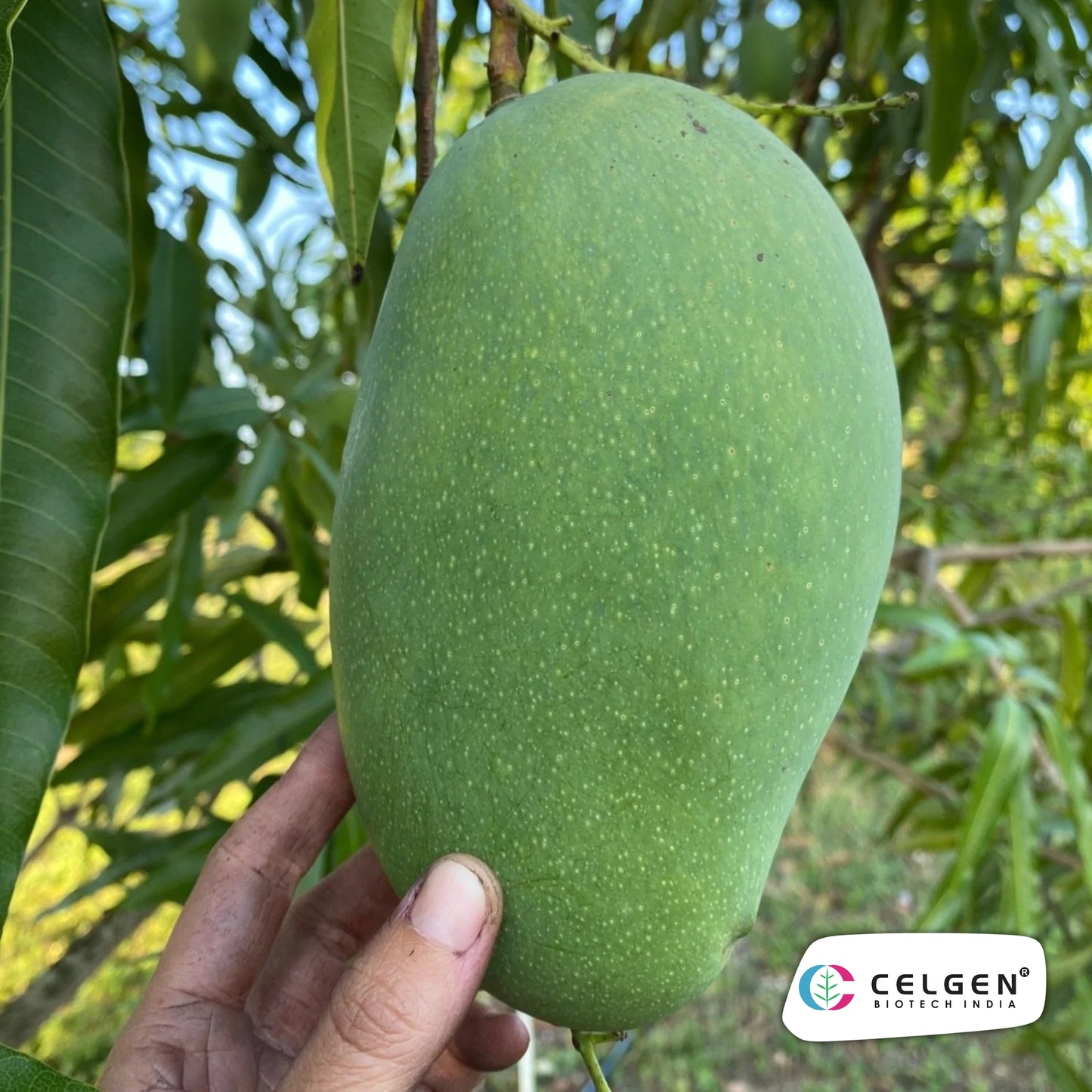 Celgen® Mallika Mango Plant