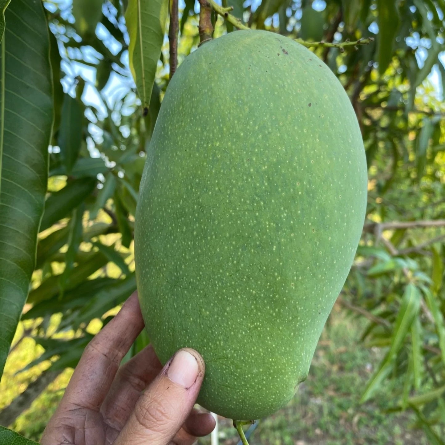 Mango Mallika  Grafted Plants"Mangifera indica"