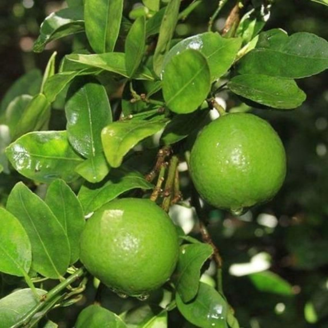 Balaji Lime-Tissue Culture Plants