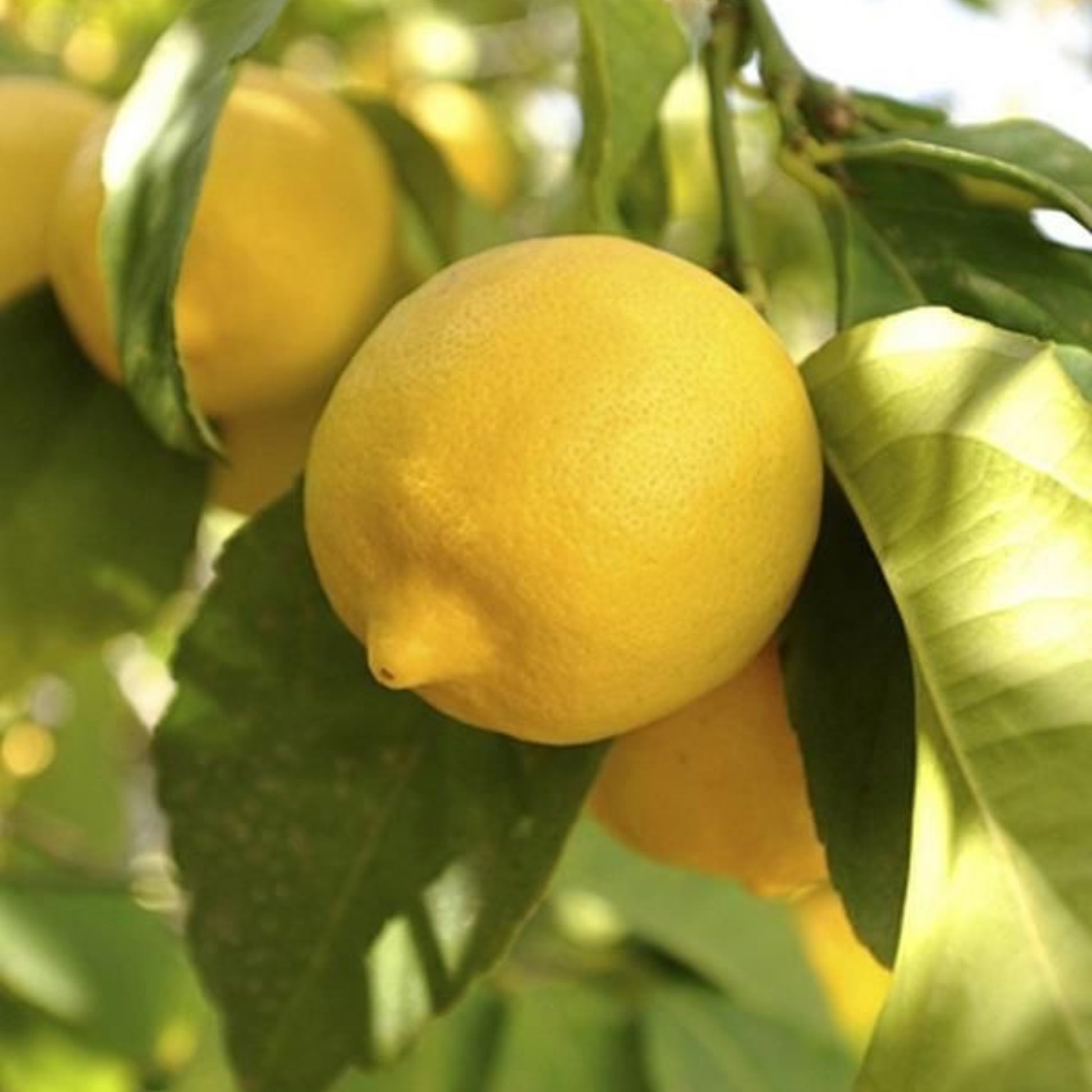 lemon plant