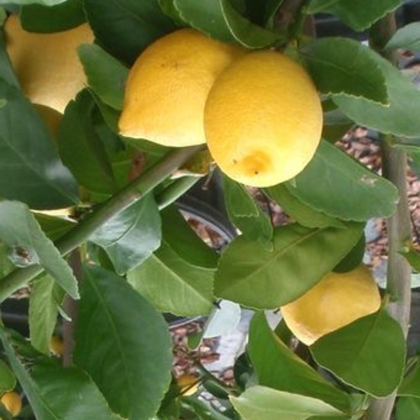 Eureka Lemon-Tissue Culture Plants (Citrus x Eureka 'Improved')