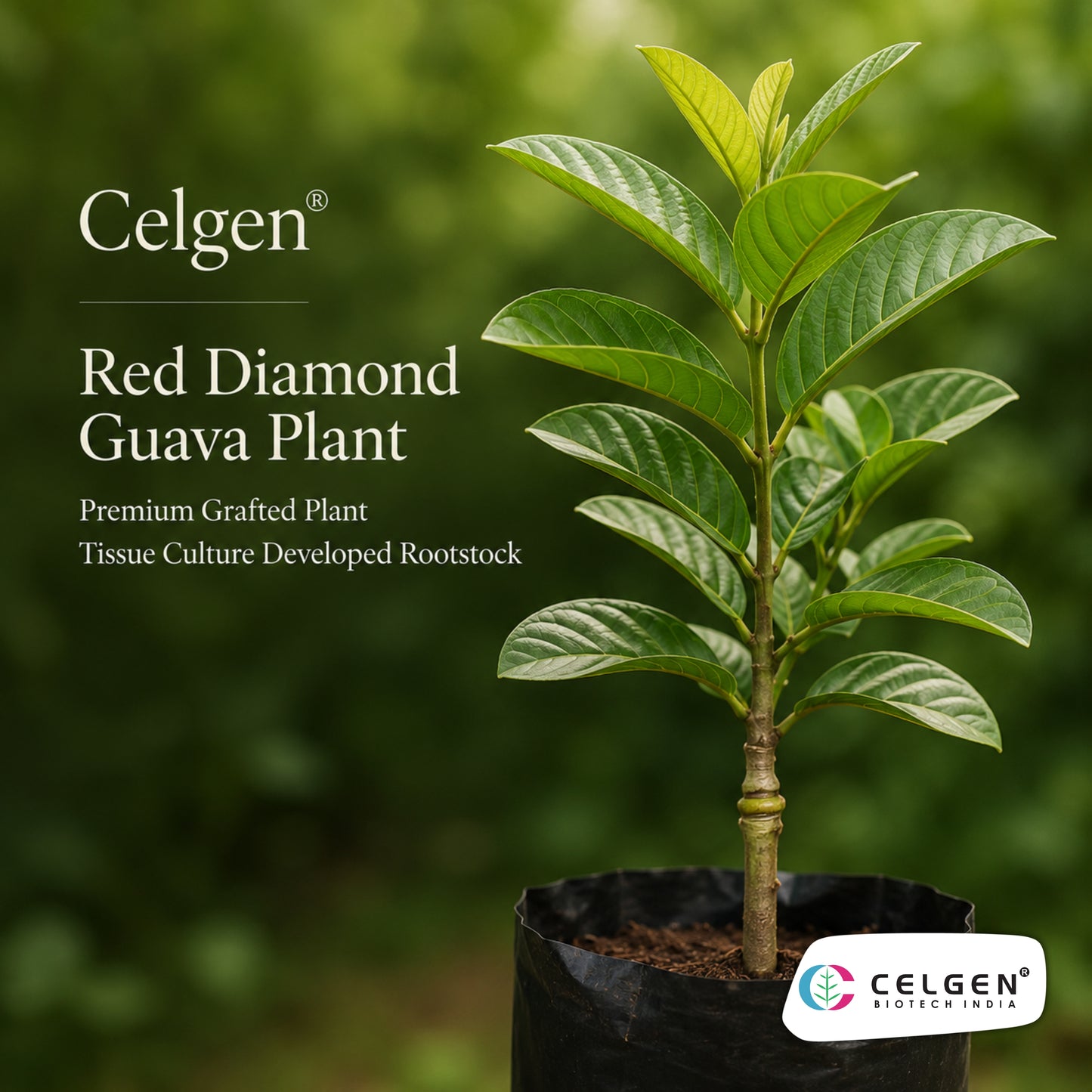 Celgen® Red Diamond (Hong Zhuan Shi / Phet Daeng) Guava Plant