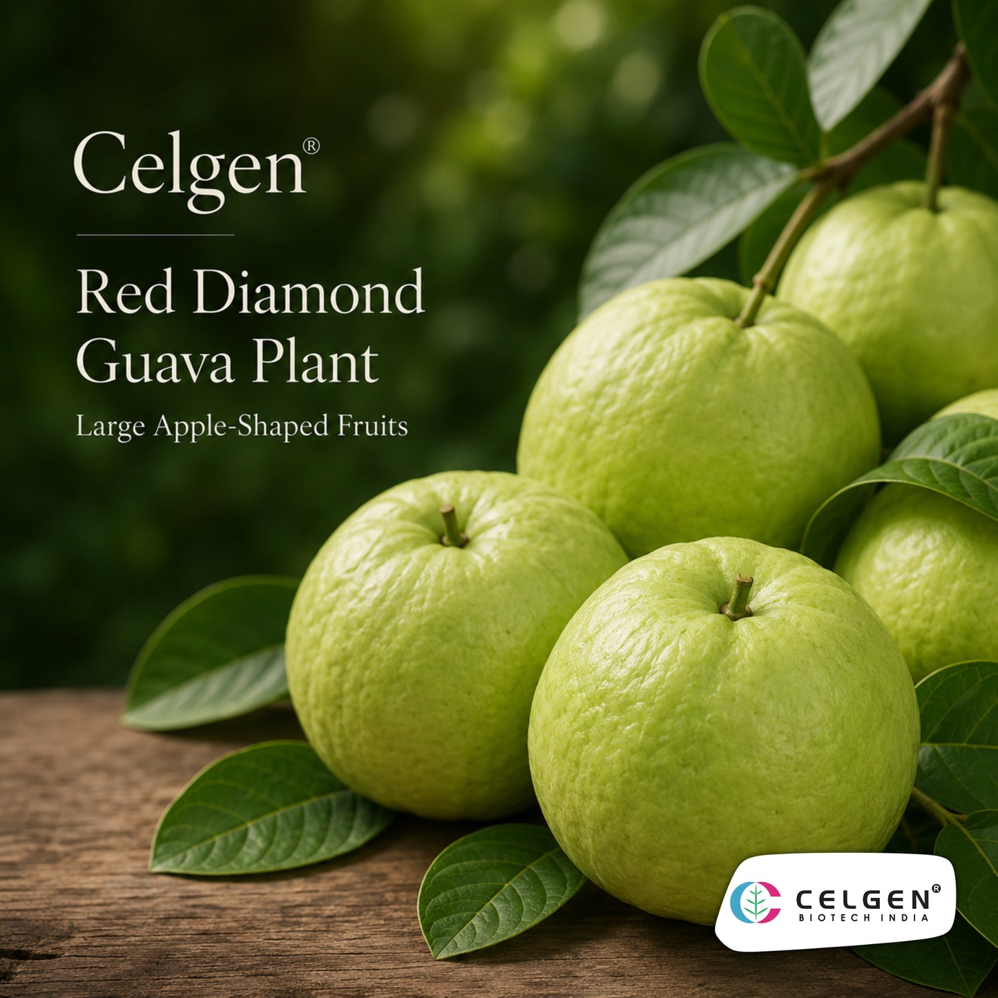 Celgen® Red Diamond (Hong Zhuan Shi / Phet Daeng) Guava Plant