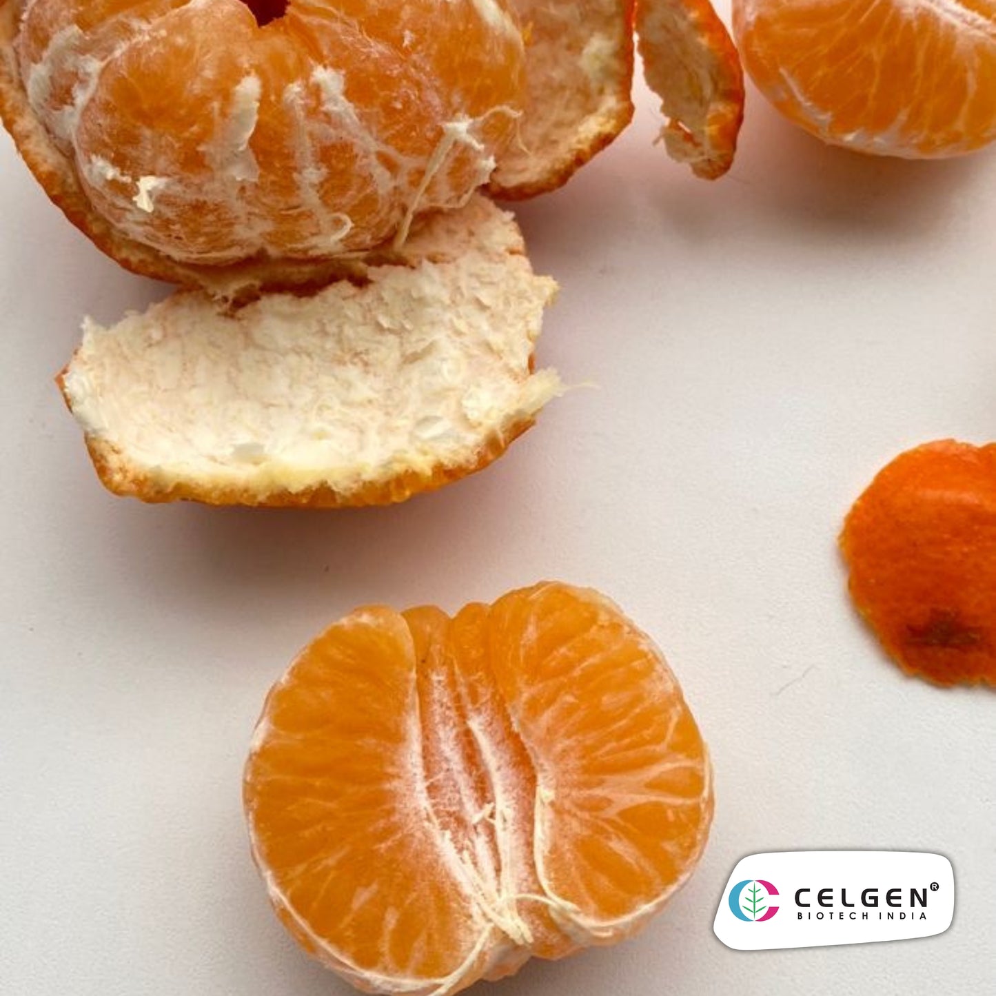 Nagpur Mandarin NM-4 Seedless Plant | Citrus reticulata | CELGEN