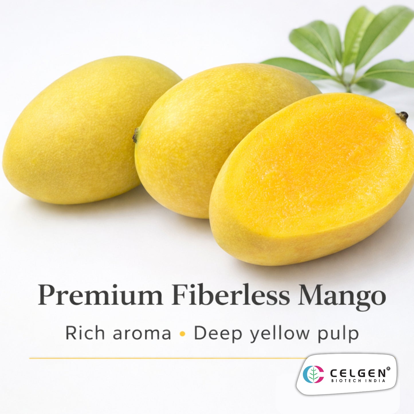 Sumerbaish Mango Grafted Tree