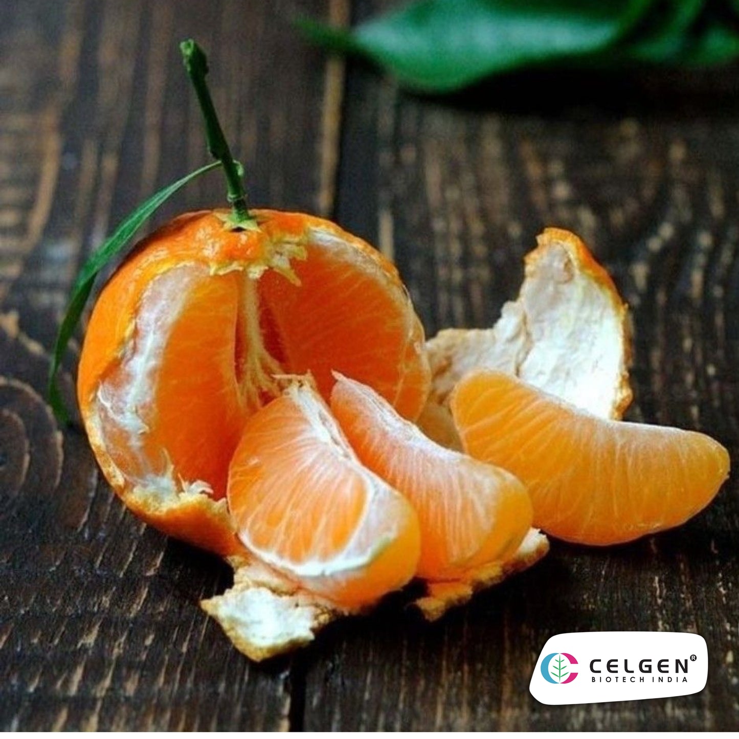 Nagpur Mandarin NM-4 Seedless Plant | Citrus reticulata | CELGEN