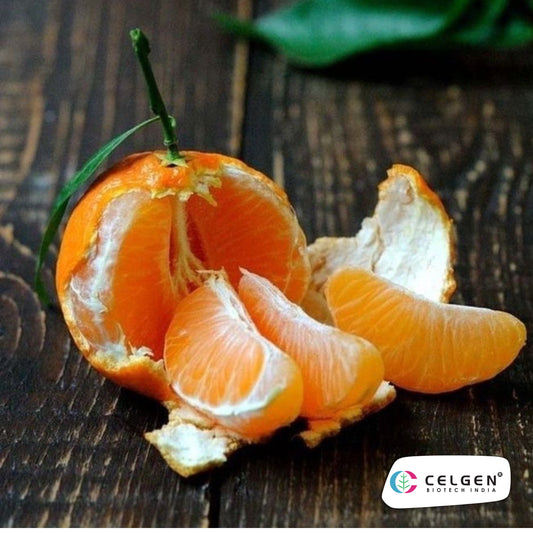 Nagpur Mandarin NM-4 Seedless Plant | Citrus reticulata | CELGEN