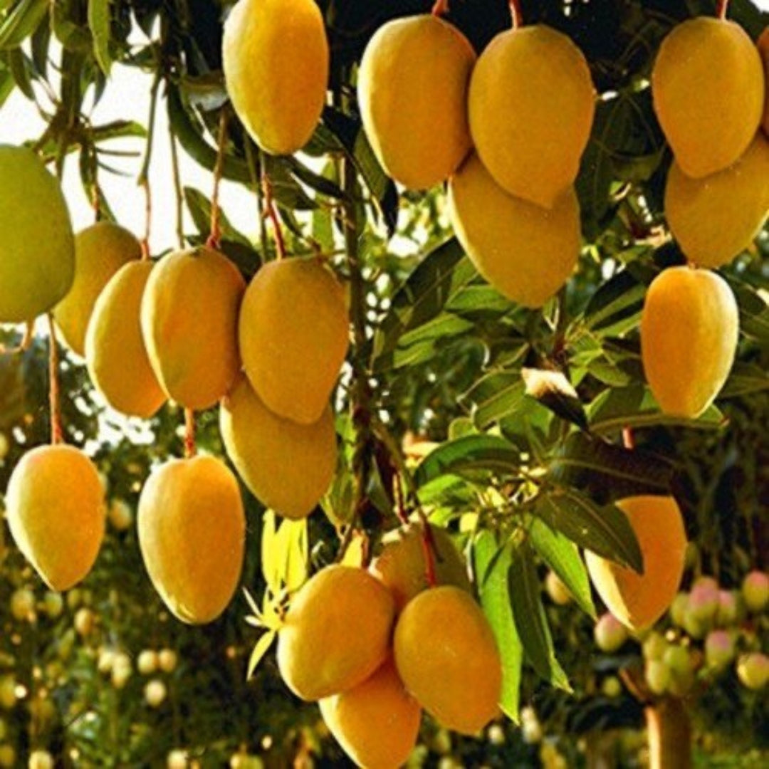 Mango Amrapali  Grafted Plants"Mangifera indica"