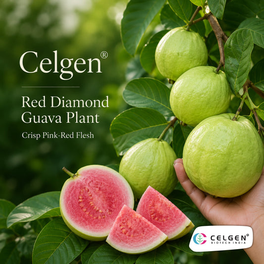 Celgen® Red Diamond (Hong Zhuan Shi / Phet Daeng) Guava Plant