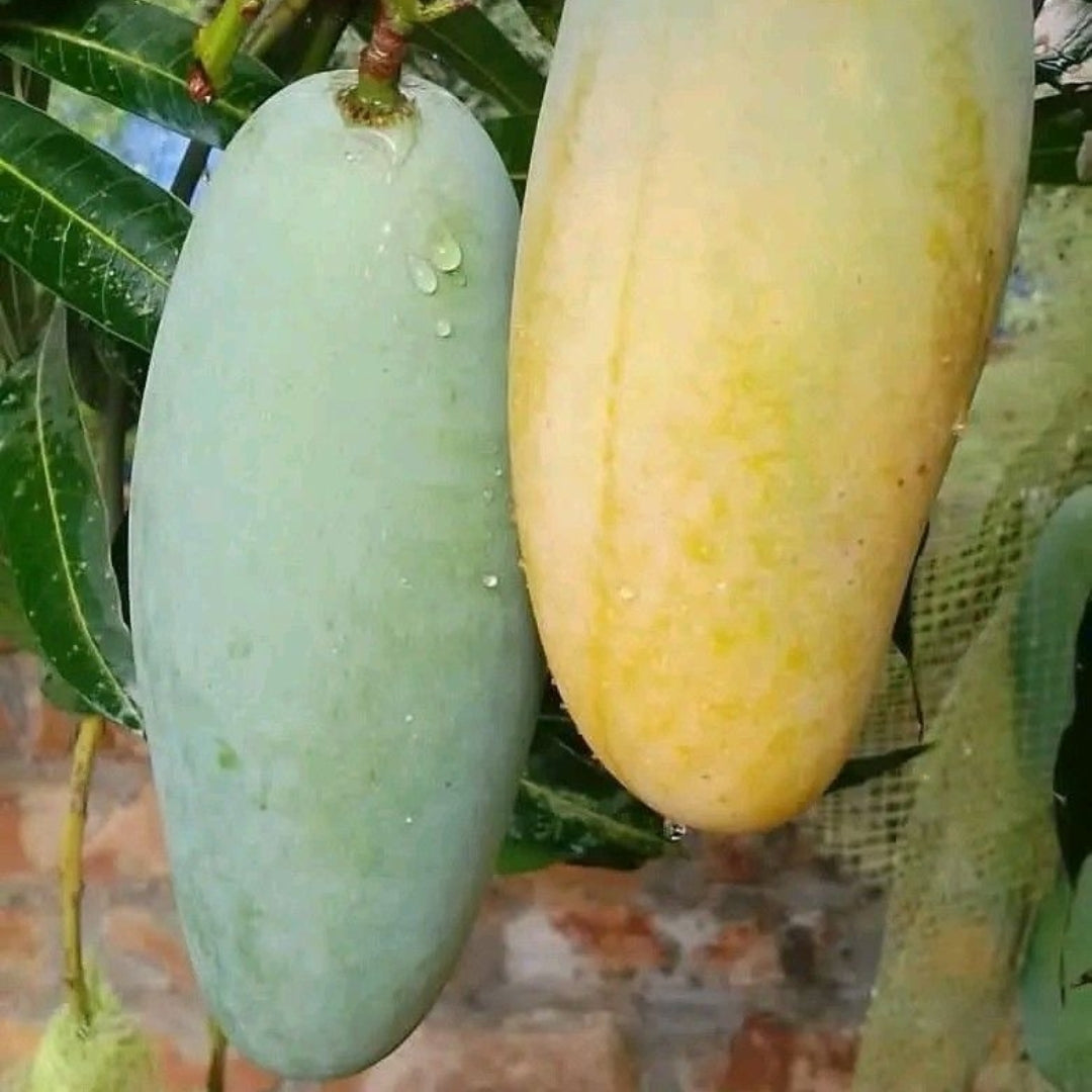 Mango Mallika  Grafted Plants"Mangifera indica"