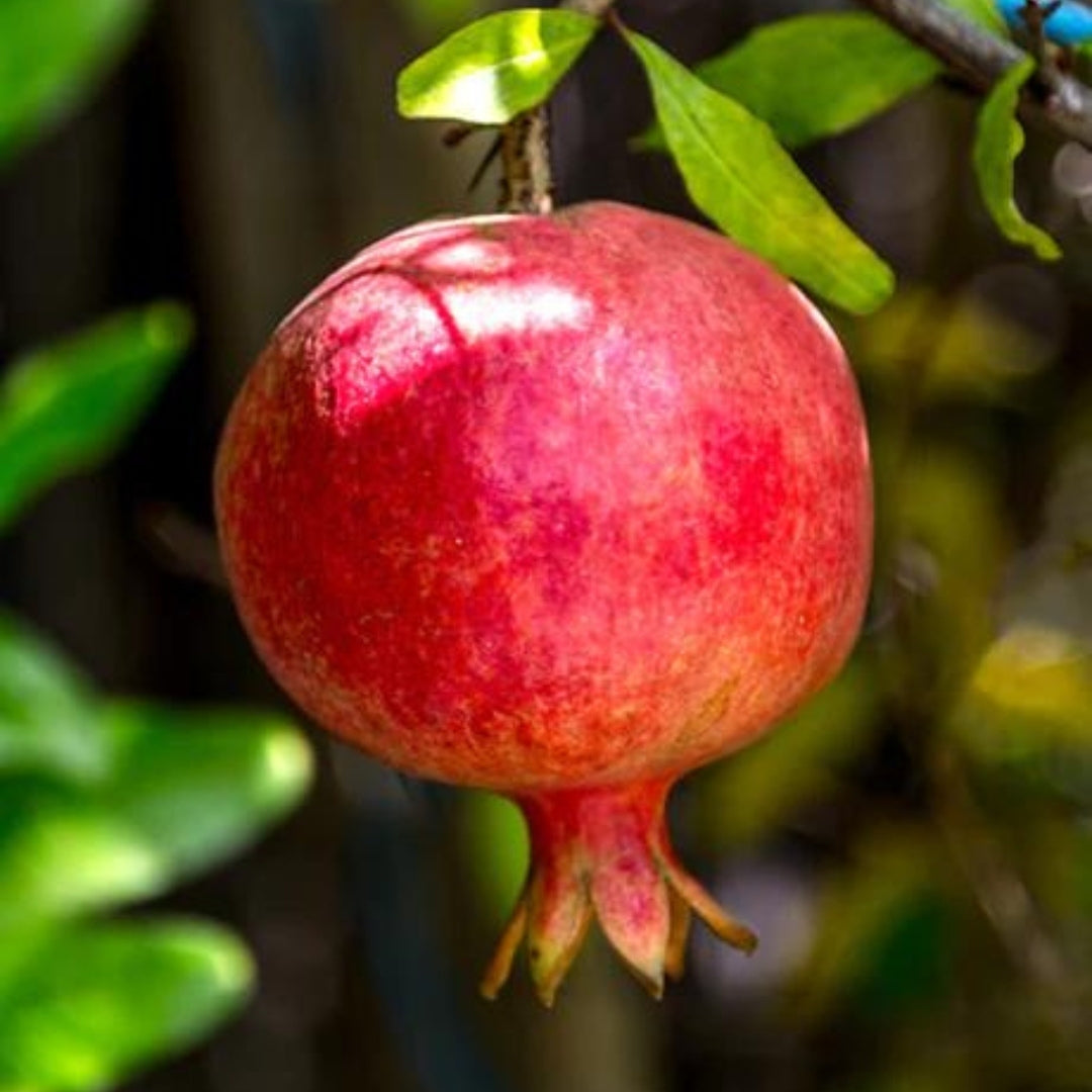 Bhagwa Pomegranate Tissue Culture Plants"Punica Granatum"