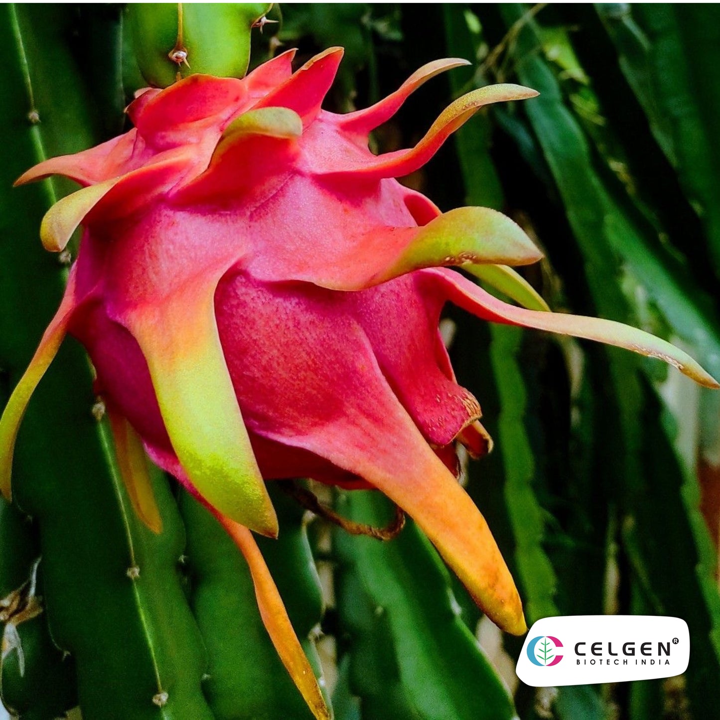 Siam Red Dragon Fruit Plant | CELGEN