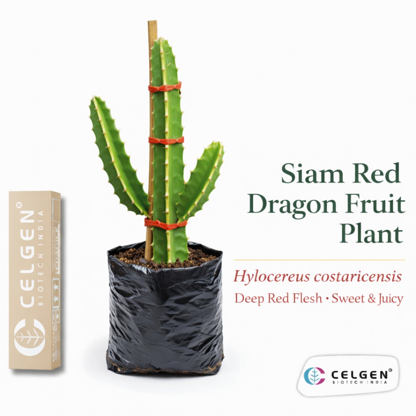 Siam Red Dragon Fruit Plant | CELGEN