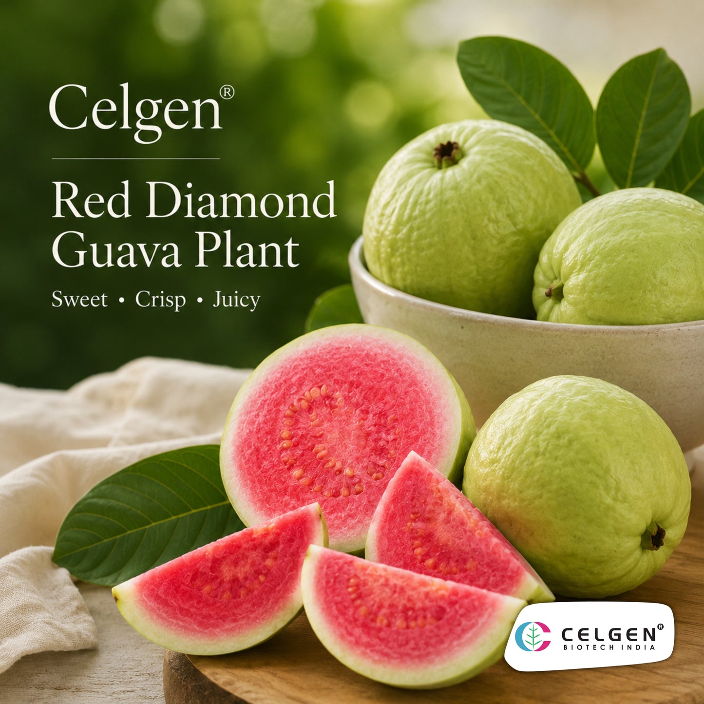Celgen® Red Diamond (Hong Zhuan Shi / Phet Daeng) Guava Plant