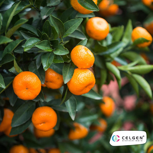 Calamondin Orange Plant (Calamansi) | Dwarf Citrus for Pots | CELGEN