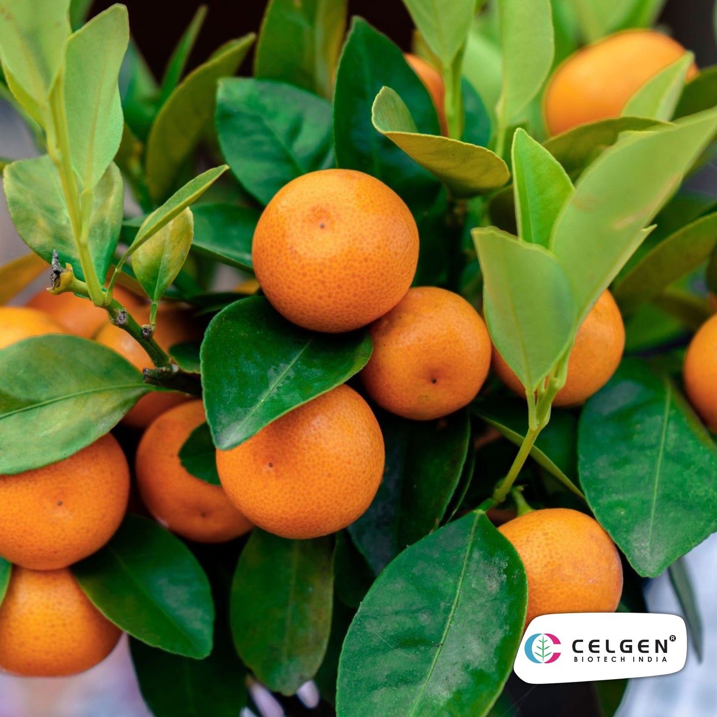 Calamondin Orange Plant (Calamansi) | Dwarf Citrus for Pots | CELGEN
