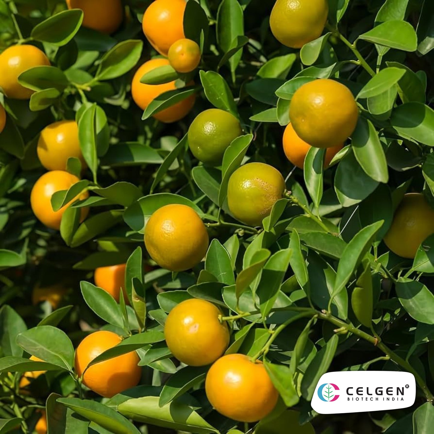 Calamondin Orange Plant (Calamansi) | Dwarf Citrus for Pots | CELGEN