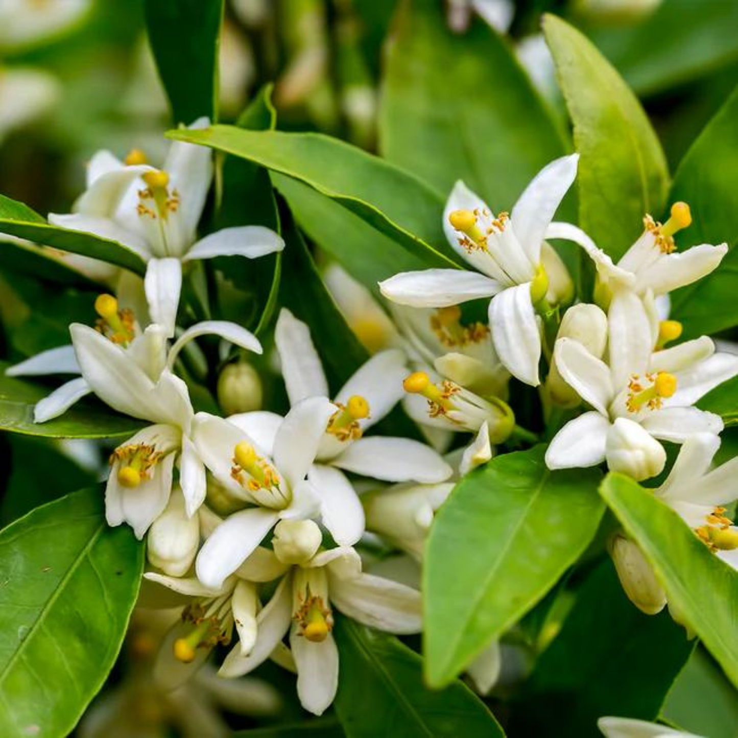 Cara Cara Navel Orange Tree (Citrus x sinensis)