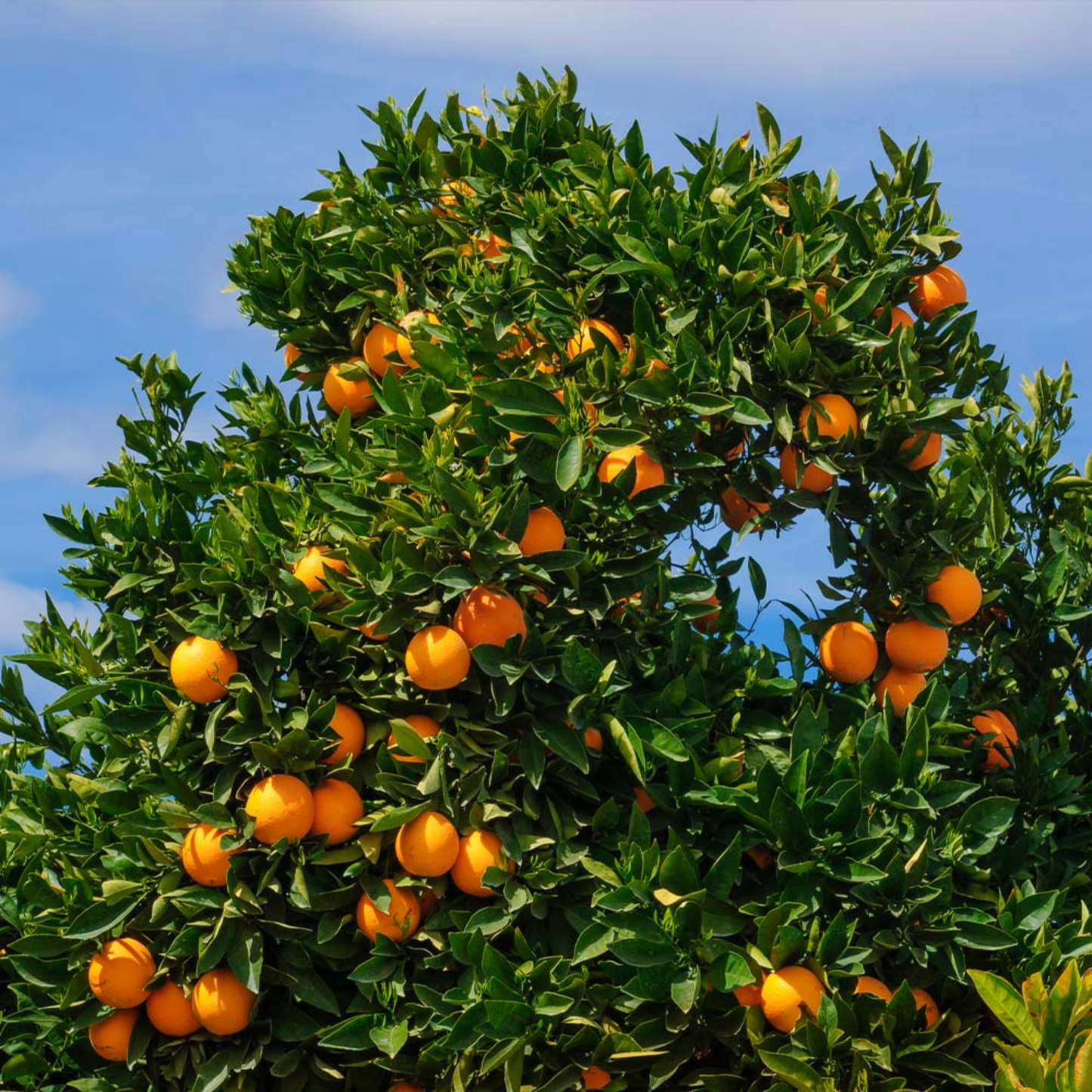 Cara Cara Navel Orange Tree (Citrus x sinensis)