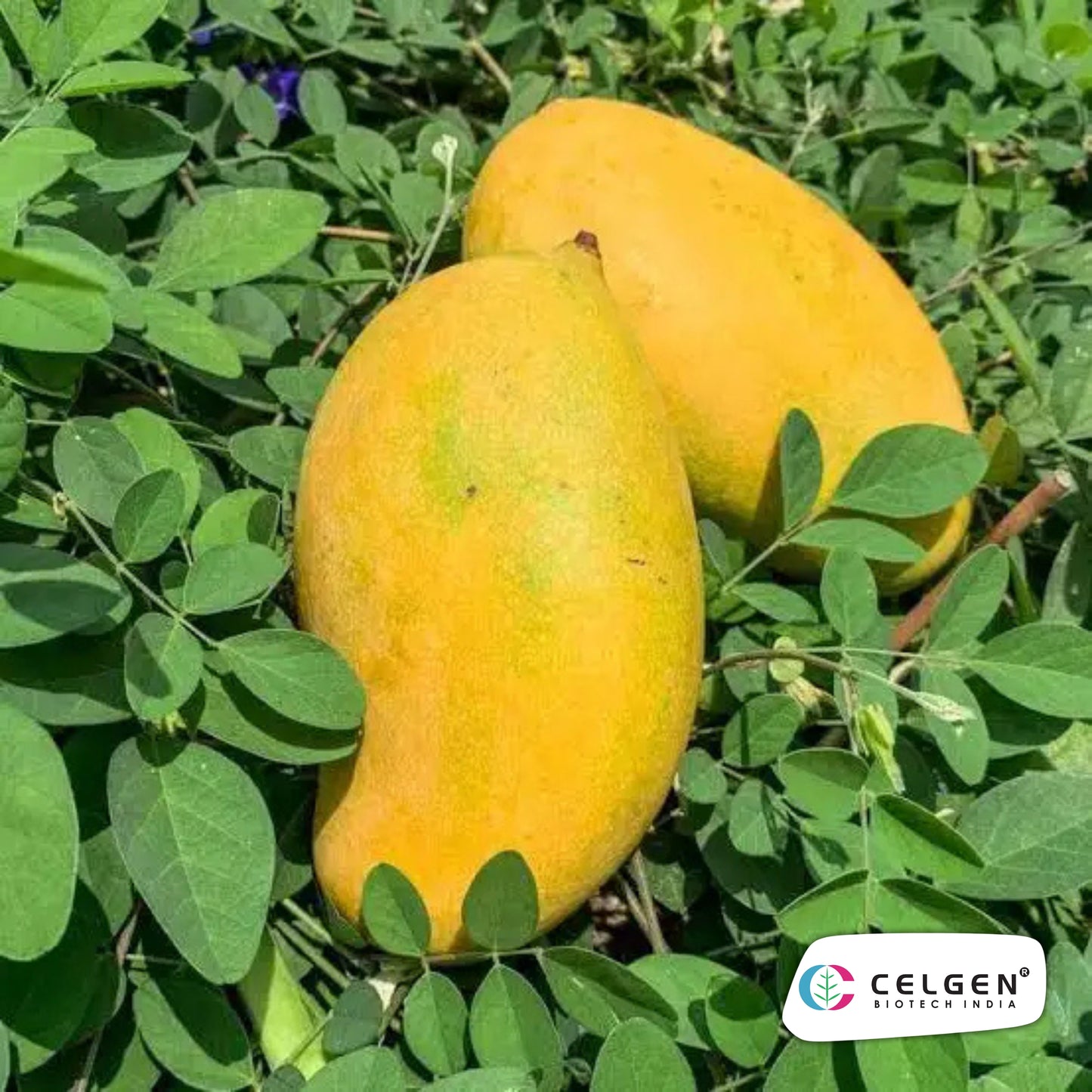 Celgen® Mallika Mango Plant