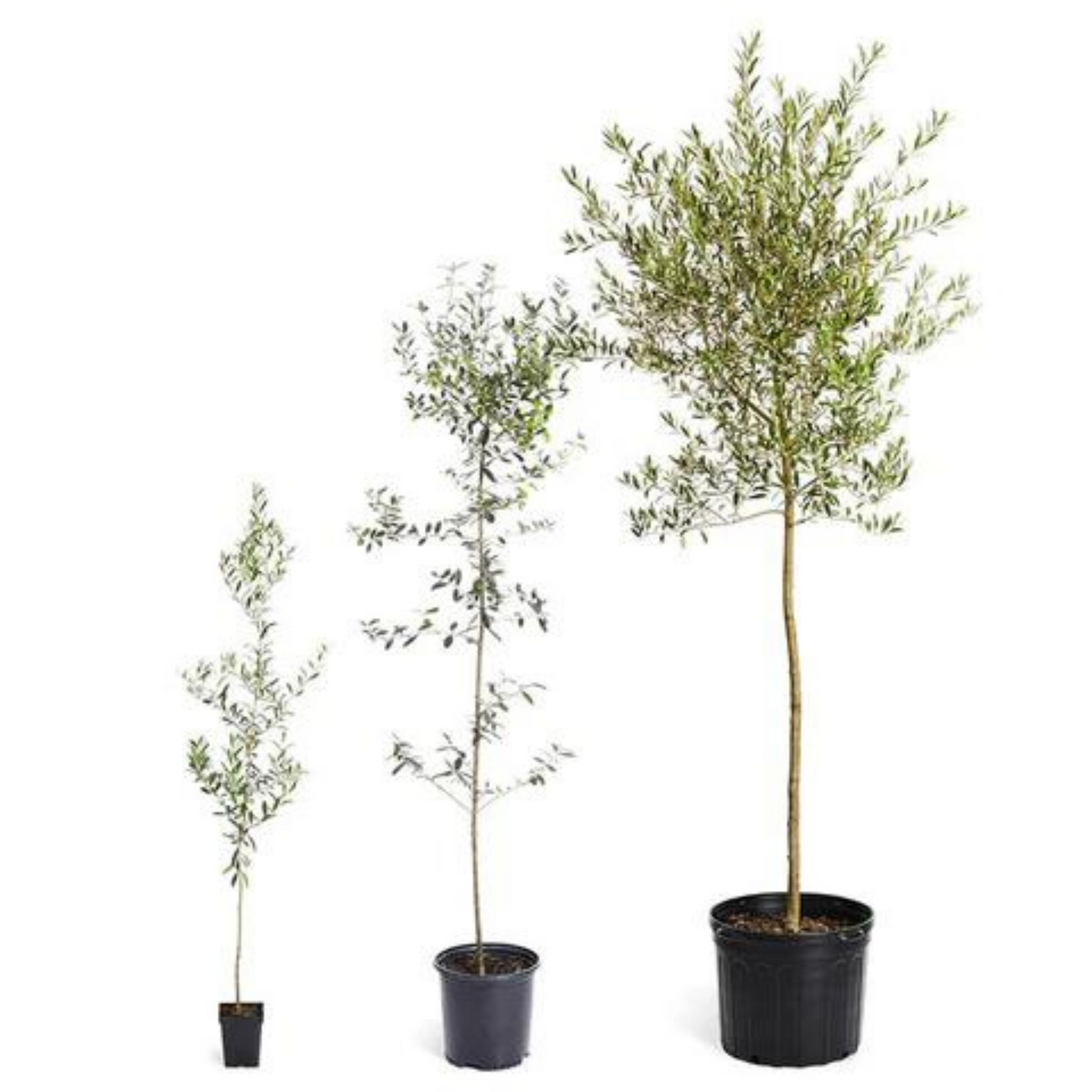 Frantoio Olive Tree Saplings - Premium Tissue Culture Plants