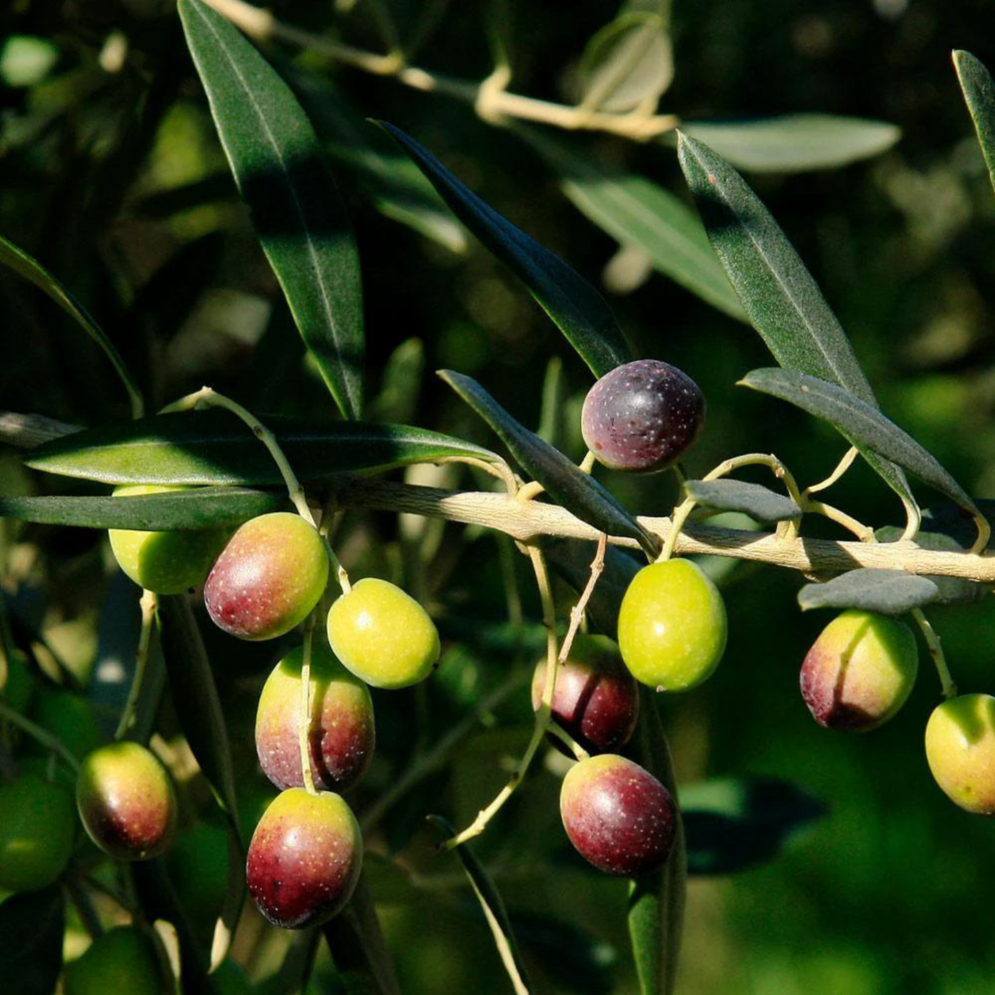 Frantoio Olive Tree Saplings - Premium Tissue Culture Plants